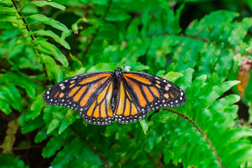Monarch butterfly (Danaus plexippus), with open wings, on a green leaf