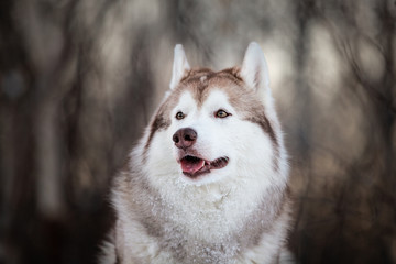 Gorgeous, prideful and free Siberian Husky dog sitting on the snow path in the winter forest at sunset.