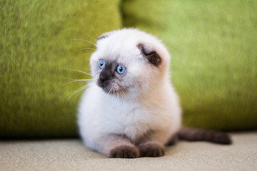 kitten scottish british cat burma munchkin animals