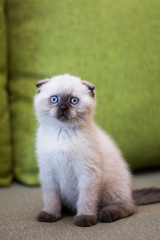 kitten scottish british meynkun munchkin silver golden green