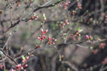 fresh young leaves blooming in spring on a blurred background