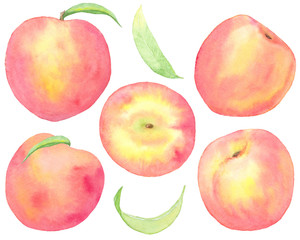 Watercolor hand drawn set with different peaches perfect summer fruit and leaves isolated on white background
