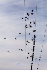 Flock of Common Starling (Sturnus vulgaris) on electricity wires. A lot of birds flying around wires