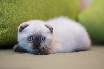 kitten scottish british cat burma munchkin animals
