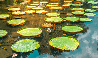 Giant amazonian water lilies at the Pamplemousess botanical Gardens in Mauritius, rare giant lily