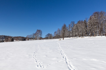 Trees covered with hoarfrost and snow in mountains