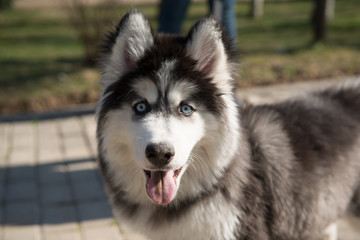 husky dog in the park in the summer season