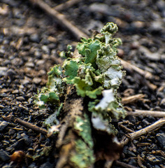 macro moss