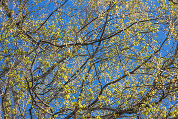 Obraz premium tree with spring leaves on blue sky background, bottom view