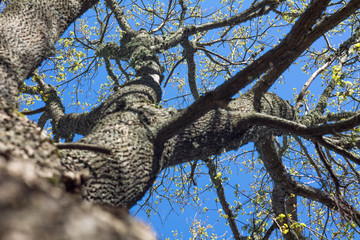 Fototapeta na wymiar tree with spring leaves on blue sky background, bottom view