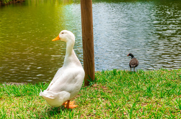 Fototapeta premium goose with another bird photographed in natural light in front of a lake