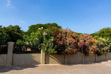 Fototapeta na wymiar Rhododenron bushes in a park behind a concrete fence