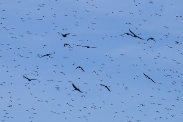 Flock of Common Starling (Sturnus vulgaris) flying with blue sky in background.