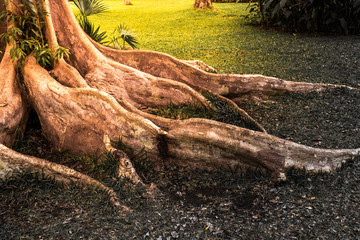 big tree roots and sunshine in a green park desaturated black and white