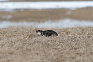 cat with white face 