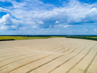 golden wheat field and sunny day