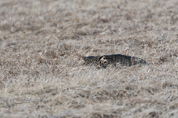 tabby cat hiding in a field