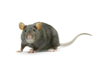 rat