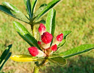 Beautiful desert rose in the yard ,  Impala Lily 