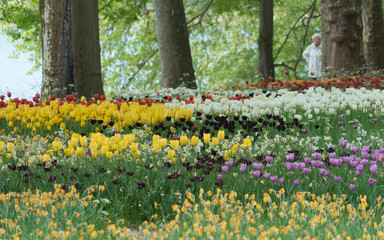 Insel Mainau im Frühling: buntes Tulpenfeld