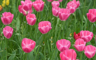 Insel Mainau im Frühling: Tulpenfeld - pink