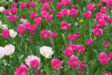 Insel Mainau im Frühling: Tulpenfeld - pink und weiß