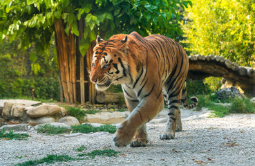 tiger (Panthera tigris) walking in a zoo with an angry expression