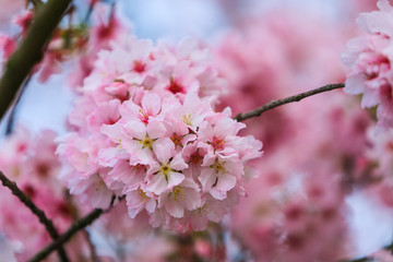 cherry blossom in spring