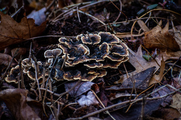 black mushroom