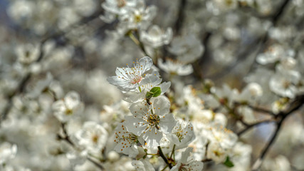 Flowering tree in the spring