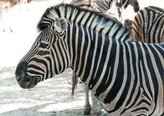 zebra close up portrait