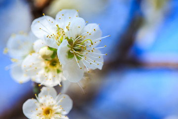 white flowers in spring, Plum blossom