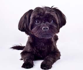 dog on white background