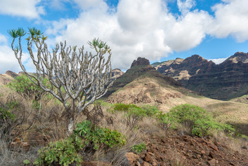 Tree with a thick trunk and green leaves in the Canary Islands