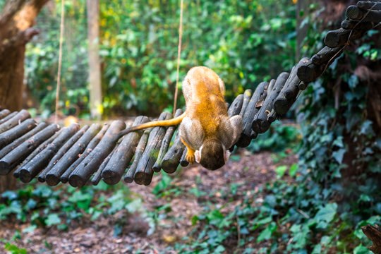 squirrel monkey (Saimiri sciureus) looking for something in a Zoo