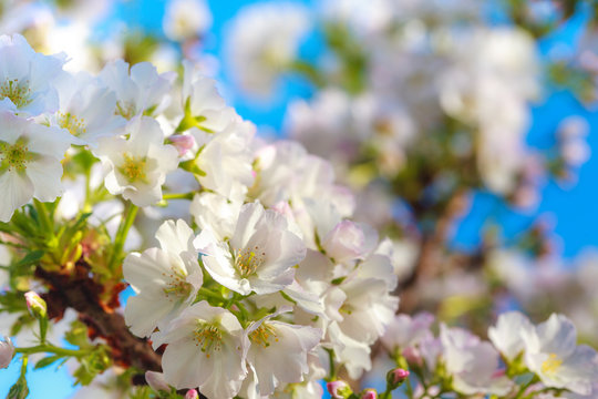 flowers in spring