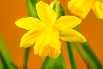 Obraz premium daffodil flowers in spring in Germany