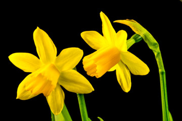 daffodil flowers in spring in Germany