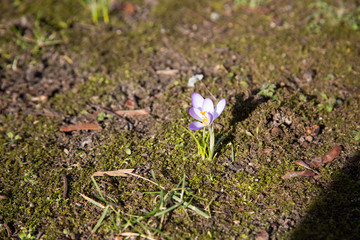crocus spring meadow
