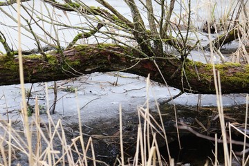 Упавшее дерево над рекой