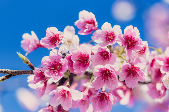 cherry blossom
