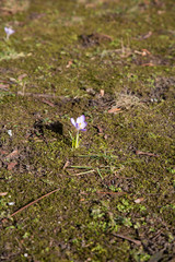 crocus spring meadow