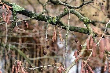 Сережки вербы