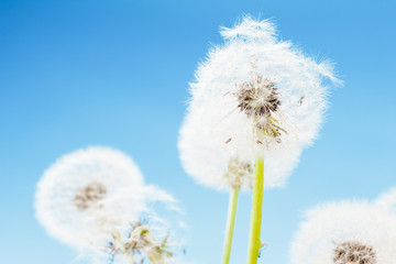 Fototapeta na wymiar Group of dandelion on blue sky closeup, summaer or spring