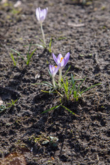 crocus spring meadow