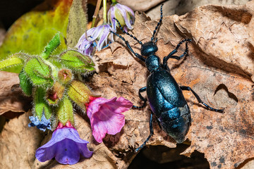 Black oil beetle, Meloe proscarabaeus, quite a purple one.