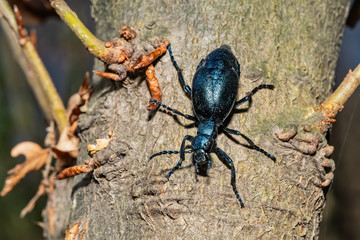 Black oil beetle, Meloe proscarabaeus, quite a purple one.