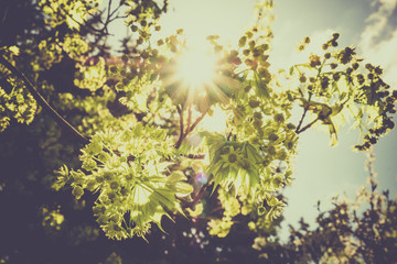 Obraz premium Horizontal live branch with new spring green leaves against a clear blue sky with sun beam rays.