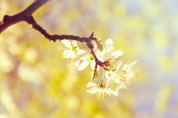 White cherry blossoms in spring sun with sky background