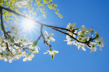 White cherry blossoms in spring sun with sky background